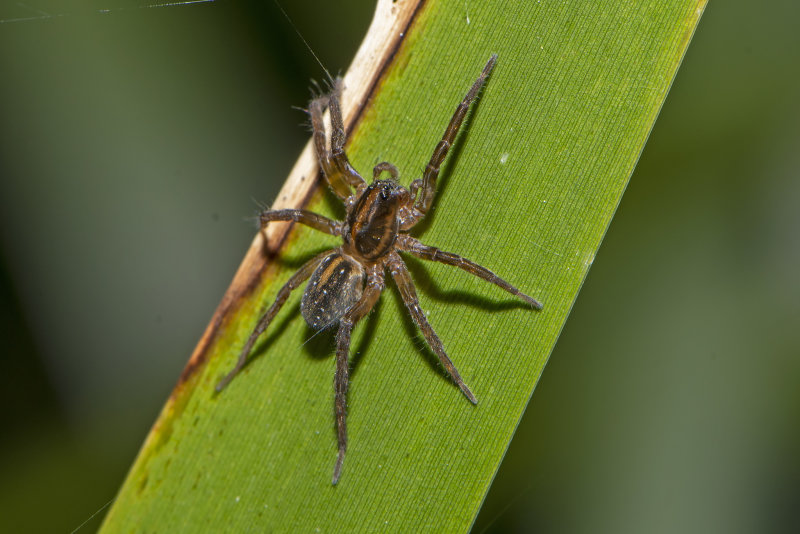 Kangarosa alboguttulata