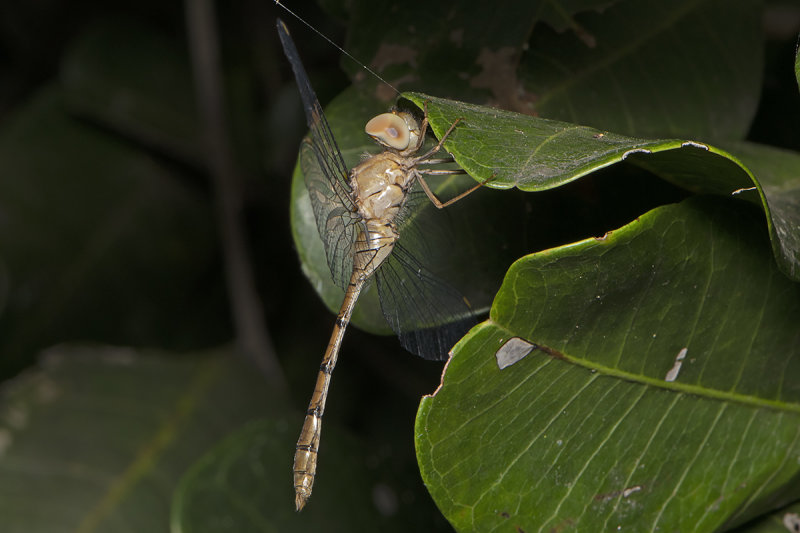 Short-tailed Duskdarter (Zyxomma elgneri)