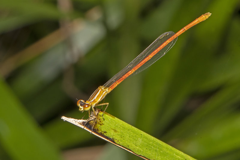 Red-tipped Shadefly (Argiocnemis rubescens)