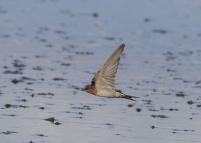 Welcome Swallow (Hirundo neoxena)