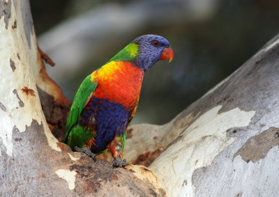 Rainbow Lorikeet (Trichoglossus haematodus)