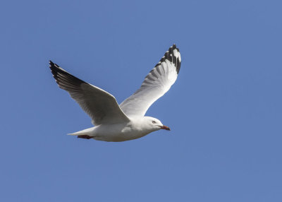 Silver Gull (Croicocephalus novaehollandiae)