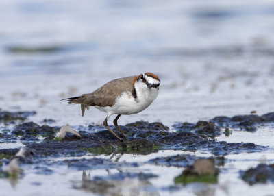 Red-capped Plover (Charadrius ruficapillus)