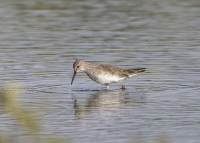 Cox's Sandpiper