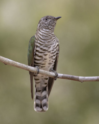 Shining Bronze Cuckoo (Chrysococcyx lucidus plagosus)