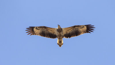 White-bellied Sea Eagle (Haliaeetus leucogaster)
