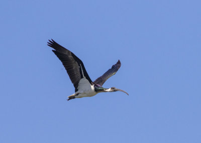 Straw-necked Ibis (Threskiornis spinicollis)