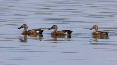 Australasian Shoveler (Spatula rhynchotis)