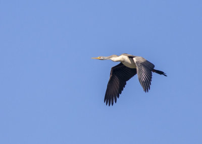 Australasian Darter (Anhinga novaehollandiae