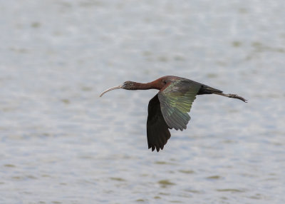 Glossy Ibis (Plegadis falcinellus)