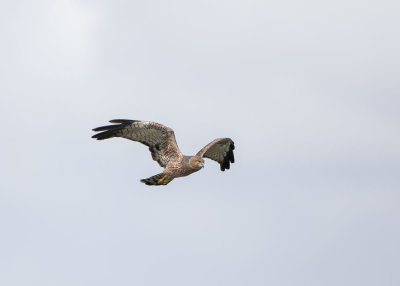 Spotted Harrier (Circus assimilis)