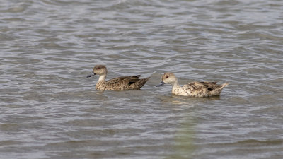 Grey Teal (Anas gracilis)