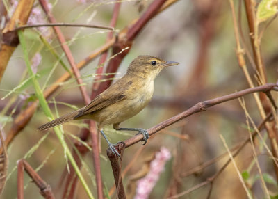 Australian Reed Warbler (Acrocephalus australis)