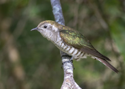 Shining Bronze Cuckoo (Chrysococcyx lucidus lucidus)
