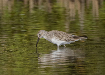 Cox's Sandpiper