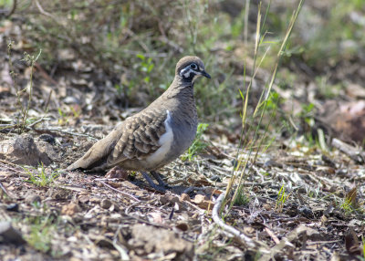 Squatter Pigeon (Geophaps scripta scripta)