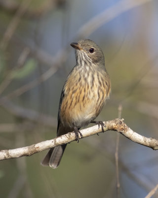 Rufous Whistler (Pachycephala rufiventris)