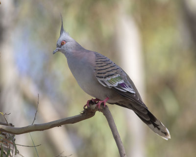 Crested Pigeon (Geophaps lophotes)