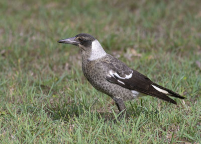 Australian Magpie (Gymnorhina tibicen tibicen)