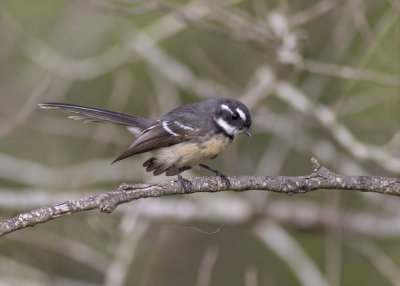 Grey Fantail (Rhipidura albiscapa alisteri)