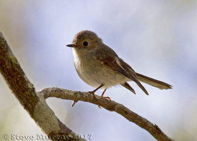 Rose Robin (Petroica rosea)