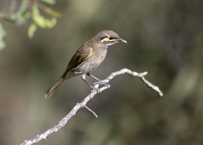 Yellow-faced Honeyeater (Calligavis chrysops)