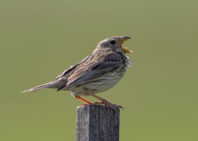 Corn Bunting (Emberiza calandra)