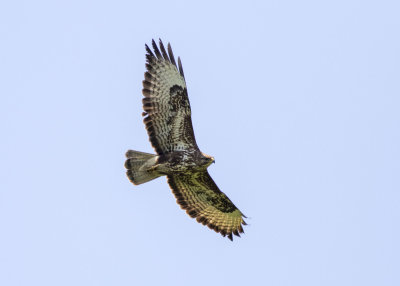 Common Buzzard (Buteo buteo)
