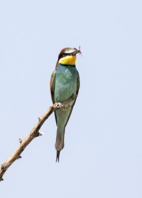 European Bee-eater (Merops apiaster)