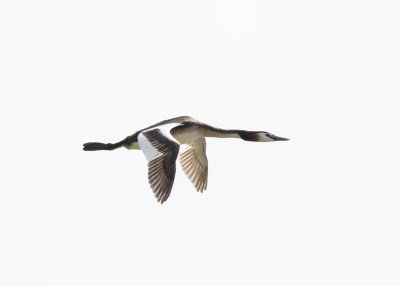 Great Crested Grebe (Podiceps cristatus)