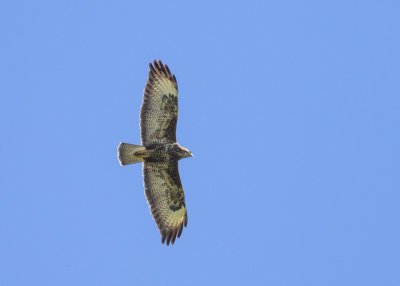 Common Buzzard (Buteo buteo)