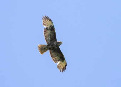 Common Buzzard (Buteo buteo)