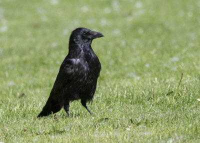 Carrion Crow (Corvus corone corone)