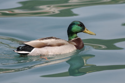 Mallard (Anas platyrhynchos)