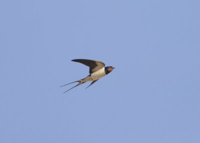 Barn Swallow (Hirundo rustica rustica)