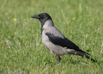 Hooded Crow (Corvus cornix sharpii)