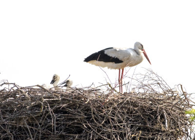 White Stork (Ciconia ciconia)