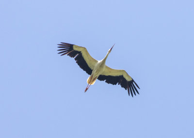 White Stork (Ciconia ciconia)