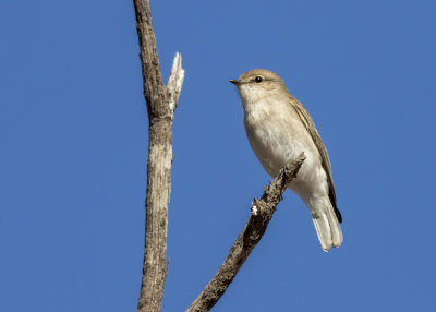 Jacky Winter (Microeca fascinans)