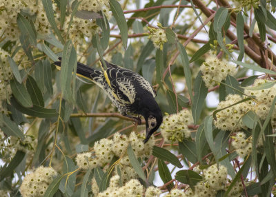 Regent Honeyeater (Anthochaera phrygia)