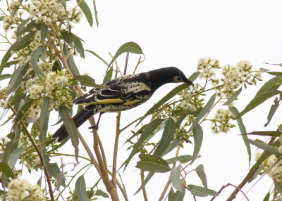 Regent Honeyeater (Anthochaera phrygia)