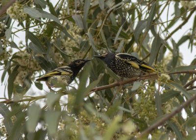 Regent Honeyeater (Anthochaera phrygia)