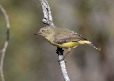 Buff-rumped Thornbill (Acanthiza reguloides nesa)