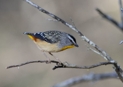 Spotted Pardalote (Pardalotus punctatus)