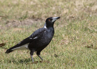 Australian Magpie (Gymnorhina tibicen tibicen)