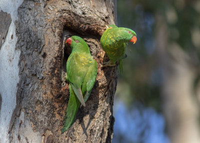 Scaly-breasted Lorikeet (Trichoglossus chlorolepidotus)