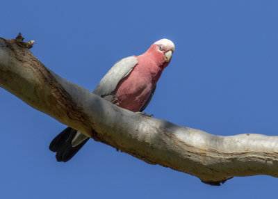 Galah (Eolophus roseicapilla albiceps)