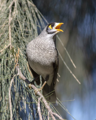 Noisy Miner (Manorina melanocephala)