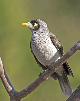 Noisy Miner (Manorina melanocephala)