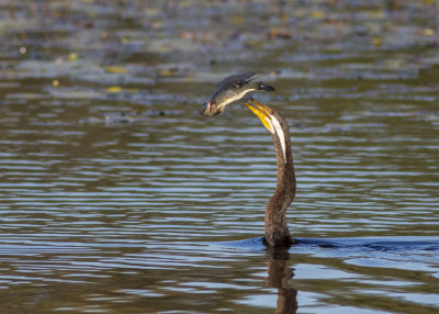 Australasian Darter (Anhinga novaehollandiae)